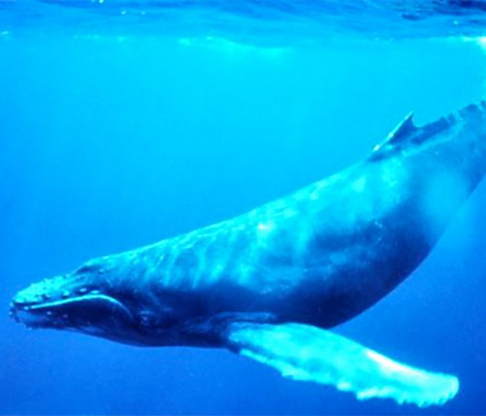“الحوت الأزرق” هو من “قتل” نجل النائب المصري الأسبق